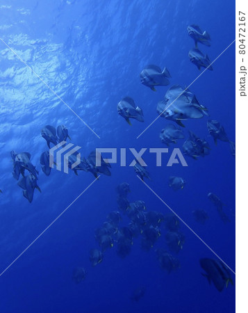 小笠原の蒼い海とツバメウオの縦型写真 80472167