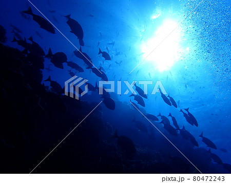 逆光の魚群 80472243