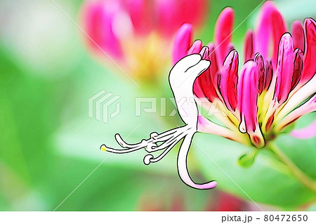 パステル調　”ハニーサックル”　イラストイメージ 80472650