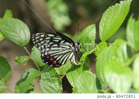 産卵するアカボシゴマダラ（夏型） 80472851