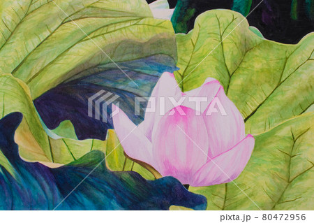 美しい蓮の花と葉の手書きの水彩画のイラスト素材