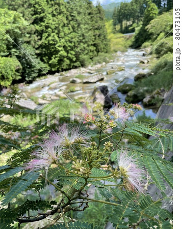 合歓の花 80473105