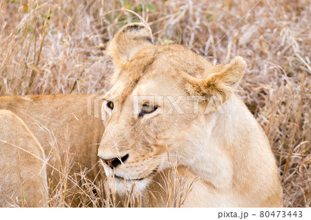 Lioness close up. Serengeti National Park, Tanzania, Africa Lioness close up. Serengeti National Park, Tanzania, Africa 80473443