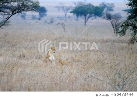 Lioness with cubs. Serengeti National Park, Tanzania, Africa 80473444