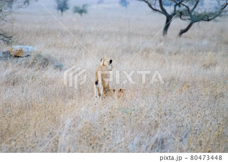 Lioness with cubs. Serengeti National Park, Tanzania, Africa Lioness with cubs. Serengeti National Park, Tanzania, Africa 80473448