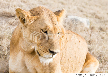 Lioness close up. Serengeti National Park, Tanzania, Africa Lioness close up. Serengeti National Park, Tanzania, Africa 80473453