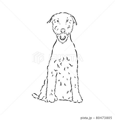 Airedale Terrier Dog. hand drawn. Vector illustration 80473805