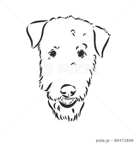 Airedale Terrier Dog. hand drawn. Vector illustration Airedale Terrier Dog. hand drawn. Vector illustration 80473806