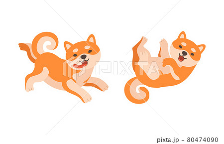 Adorable Shiba Inu Dog Activities Set, Akita Inu Puppy Playing and Resting Cartoon Vector Illustration 80474090