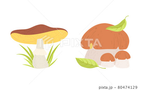 Different Types of Wild Forest Edible Mushrooms Set Cartoon Vector Illustration 80474129