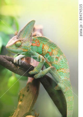 green colorful chameleon sitting on the branch - wild animal close up view. green colorful chameleon sitting on the branch - wild animal close up view. 80474535