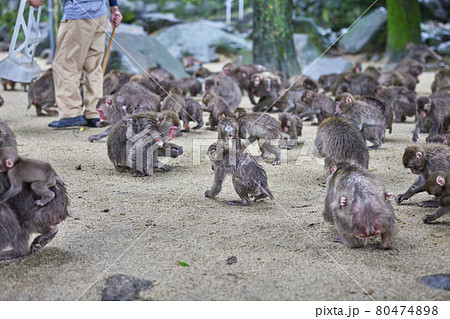 エサを食べる子猿（撮影協力「高崎山自然動物園」） 80474898