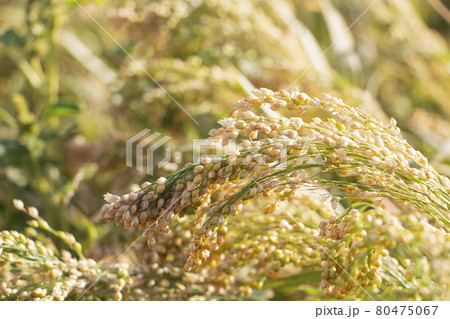 Ripe millet crops in the fields. Healthy food. Ripe millet crops in the fields. Healthy food. 80475067