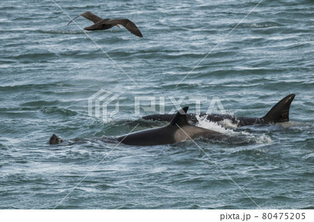 Orca attacking sea lions, Patagonia Argentina Orca attacking sea lions, Patagonia Argentina 80475205
