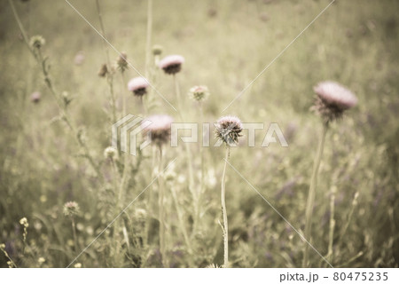 Bumblebee on a thistle, Patagonia 80475235
