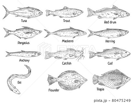 Type different fish isolated on white. Vintage hatching vector monochrome black illustration Type different fish isolated on white. Vintage hatching vector monochrome black illustration 80475249