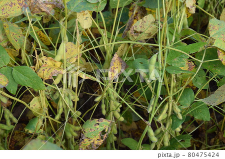 だだちゃ豆畑 山形県鶴岡市 枝豆の王様 80475424