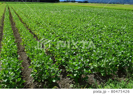 だだちゃ豆畑 山形県鶴岡市 枝豆の王様 だだちゃ豆畑 山形県鶴岡市 枝豆の王様 80475426