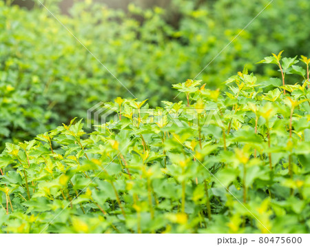Green bushes with young leaves in the sunset Green bushes with young leaves in the sunset 80475600