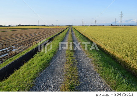 農道と田園風景 農道と田園風景 80475613