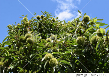 実ってきた栗のイガ 80475630