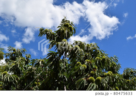 実ってきた栗のイガ 実ってきた栗のイガ 80475633