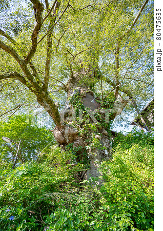 武蔵御嶽神社参道に生えてる神代ケヤキ 80475635