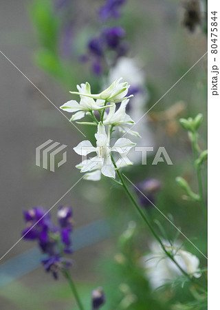 ラークスパーの花のアップ【白花】 80475844