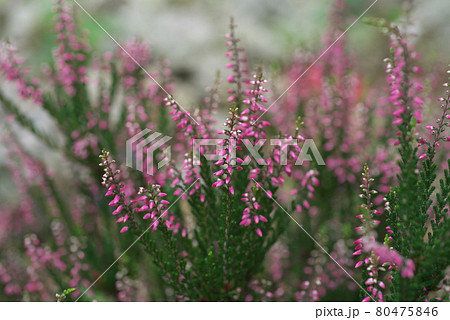 エリカの花【桃色花】 80475846