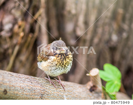 A fieldfare chick, Turdus pilaris, has left the nest and is sitting on a branch. A chick of fieldfare sitting and waiting for a parent on a branch. A fieldfare chick, Turdus pilaris, has left the nest and is sitting on a branch. A chick of fieldfare sitting and waiting for a parent on a branch. 80475949