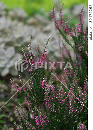 エリカの花【桃色花】 80476267