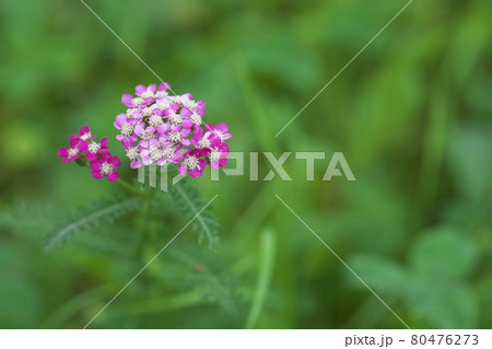 ノコギリソウの花のアップ 赤花 緑背景 の写真素材