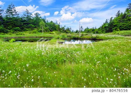 夏の芳ヶ平湿原と池塘 夏の芳ヶ平湿原と池塘 80476556