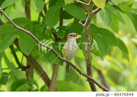 コヨシキリ囀る コヨシキリ囀る 80476849