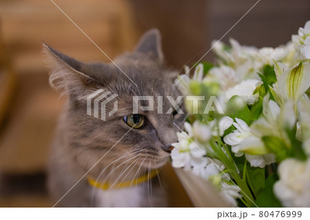 Cat sniffs a bouquet of fresh spring flowers with ranunculus at home. Cosy and tender postcard. Cat sniffs a bouquet of fresh spring flowers with ranunculus at home. Cosy and tender postcard. 80476999