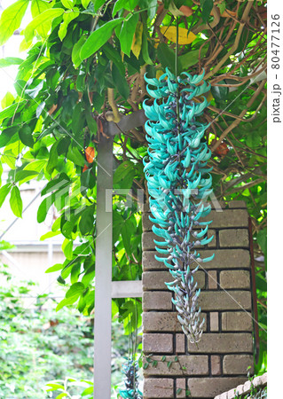 大きなヒスイカズラの花 大きなヒスイカズラの花 80477126