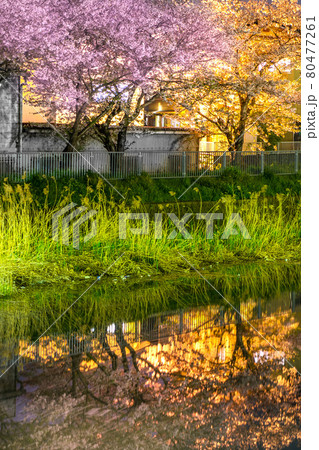 二級河川　水尾川土手沿いの夜桜（兵庫県姫路市飾磨区今在家）※作品コメント欄に撮影位置 80477261