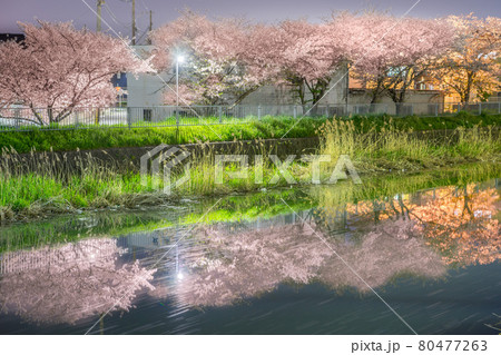 二級河川　水尾川土手沿いの夜桜（兵庫県姫路市飾磨区今在家）※作品コメント欄に撮影位置 80477263