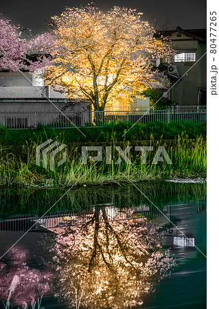 二級河川　水尾川土手沿いの夜桜（兵庫県姫路市飾磨区今在家）※作品コメント欄に撮影位置 80477265