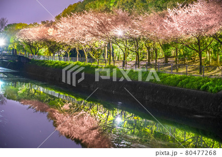 夜桜満開の、津田公園（水尾川）（兵庫県姫路市飾磨区今在家）※作品コメント欄に撮影位置 80477268