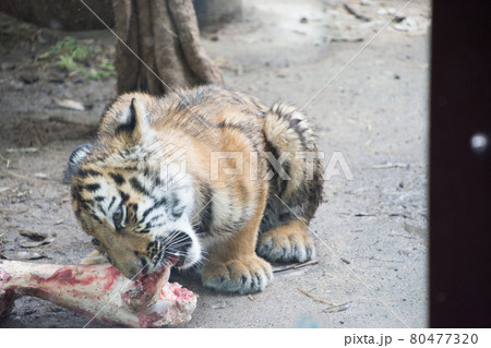 骨を食べる子とら 80477320