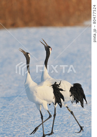 タンチョウの鳴き交わし（北海道・鶴居） 80477524