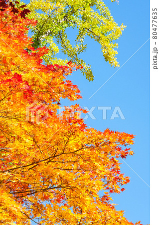 紅葉（大町市・霊松寺にて） 80477635
