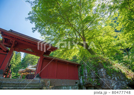 妙義神社 境内散策 本社北門付近 妙義神社 境内散策 本社北門付近 80477748