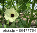 オクラの花 80477764