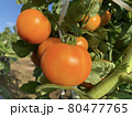 トマト　中玉 80477765