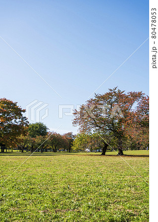 秋の公園 秋の公園 80478053