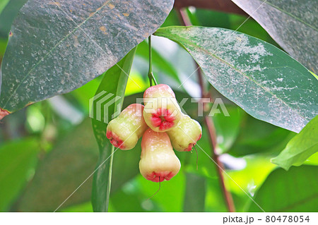 まだ未熟なレンブの実 80478054