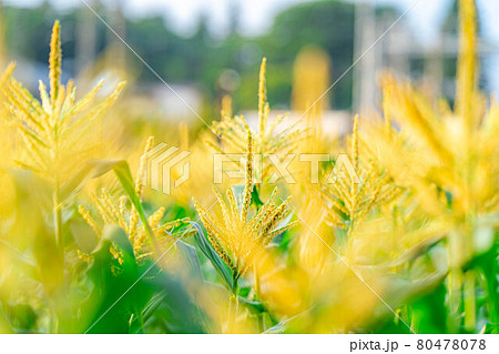 夏のトウモロコシの雄花　【長野県】 80478078