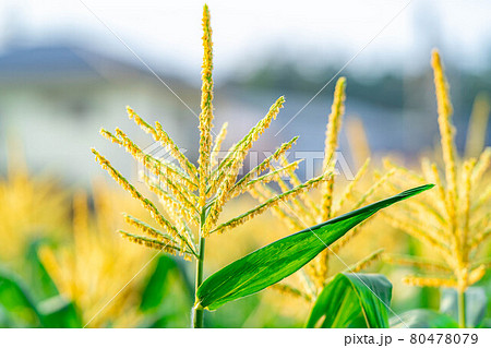 夏のトウモロコシの雄花　【長野県】 80478079